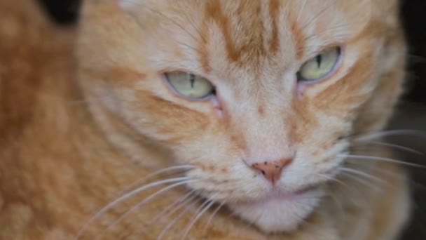 ginger domestic cat is resting - Footage, Video