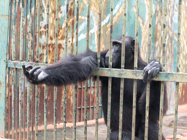 Scimmia in gabbia
 - Foto, immagini
