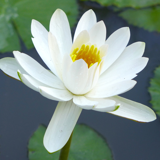 белый лотос цветет на воде
 - Фото, изображение