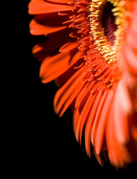 Daisy flower - Zdjęcie, obraz