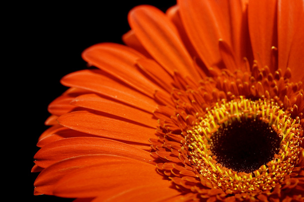 Daisy flower - Foto, Imagen
