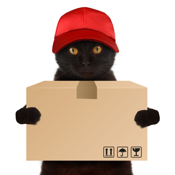 Смешной кот - служба доставки
 - Фото, изображение