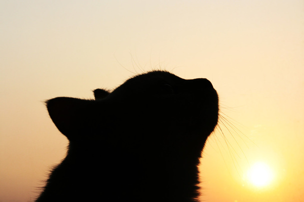Kat en de zonsondergang - Foto, afbeelding
