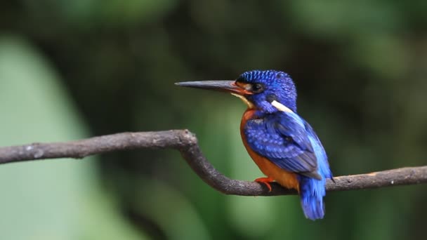 Blue-eared Kingfisher (male) preen feathers - Footage, Video