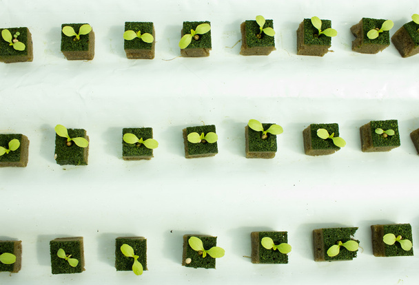 Babysalatpflanzen auf hydroponischer Kultur - Foto, Bild