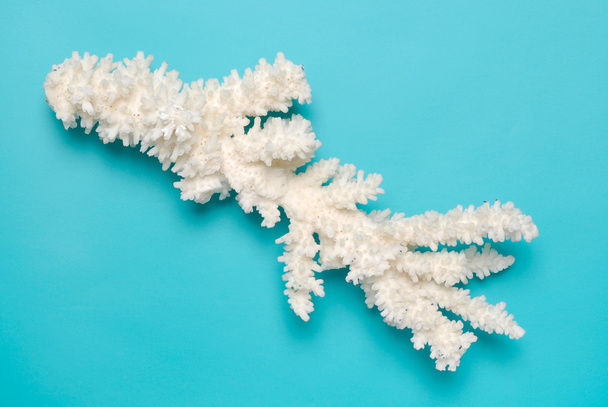 背景色が水色に白い珊瑚 - 写真・画像