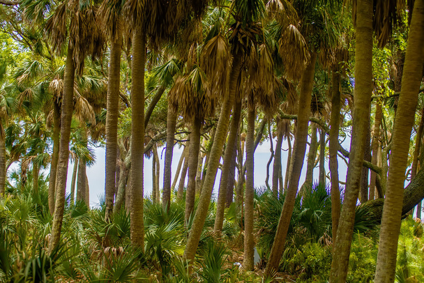 palmetto bosque en la playa isla de caza
 - Foto, imagen