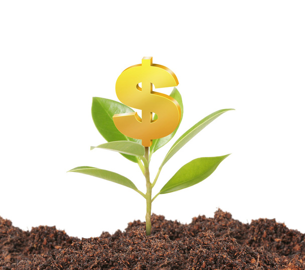 peníze rostou na stromě - Fotografie, Obrázek