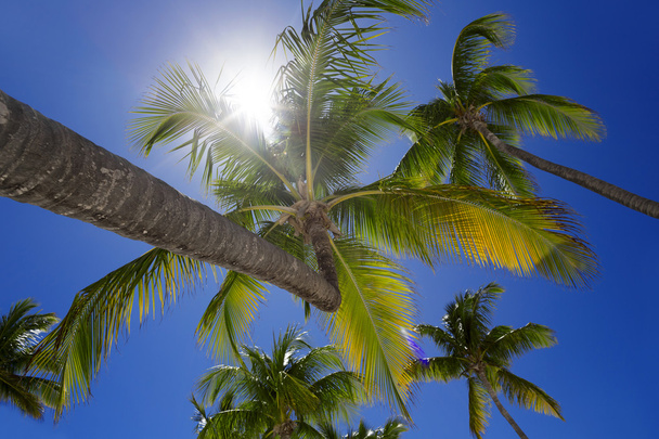 Palmeras tropicales y sol brillante
 - Foto, Imagen