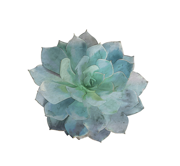 Acquerello pianta succulenta - Foto, immagini