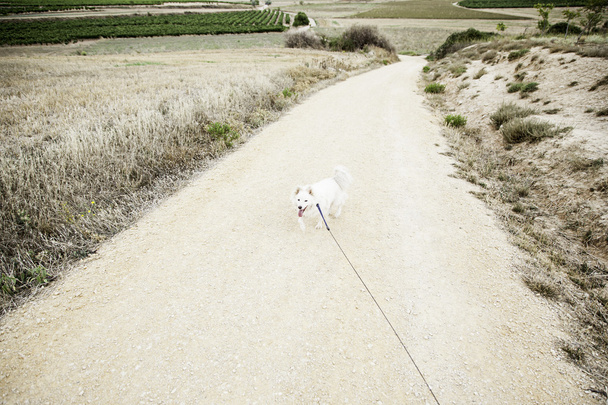 Samoyed у сфері
 - Фото, зображення
