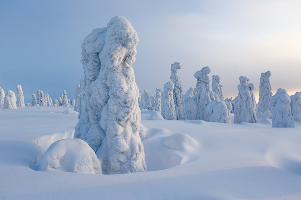 Сильные снегопады и деревья
 - Фото, изображение