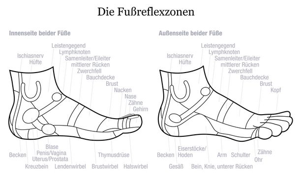 Riflessologia del piede Profilo laterale Visualizza Descrizione Tedesco
 - Vettoriali, immagini