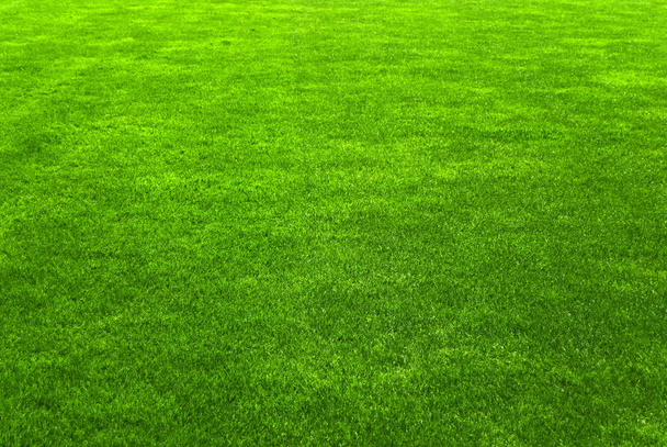 Beau fond herbe verte
 - Photo, image