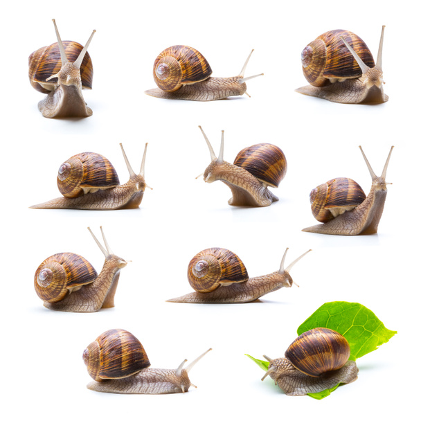 différents escargots ensemble
 - Photo, image