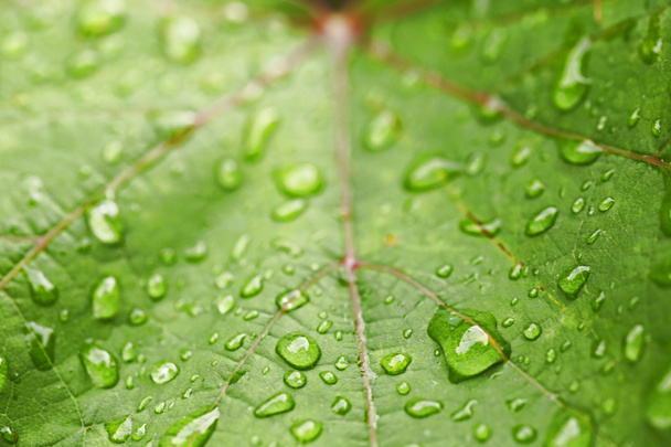 Beautiful green leaf with drops of water - 写真・画像