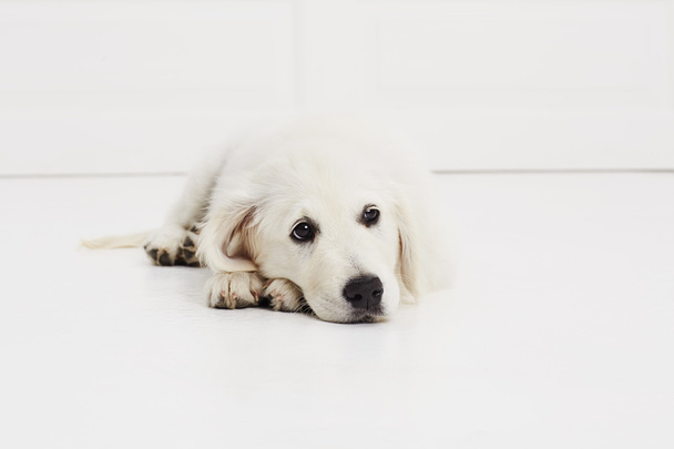 Resting Labrador puppy - Foto, immagini