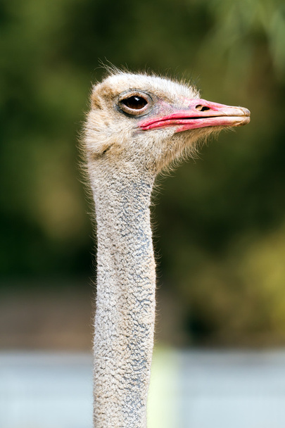 Ostrich portrait - Φωτογραφία, εικόνα