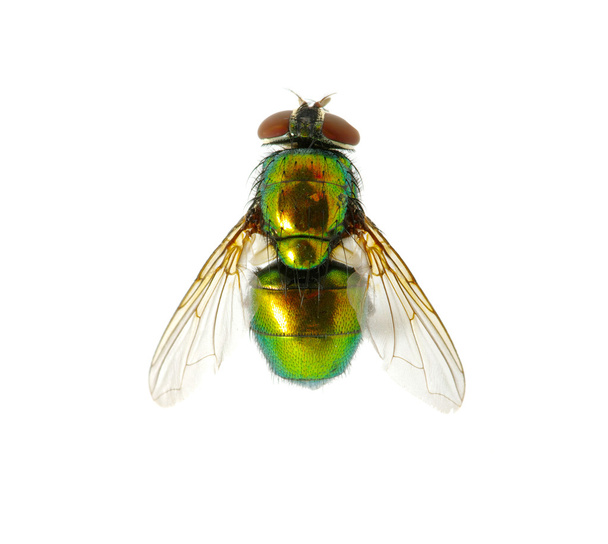 mosca verde
 - Foto, imagen