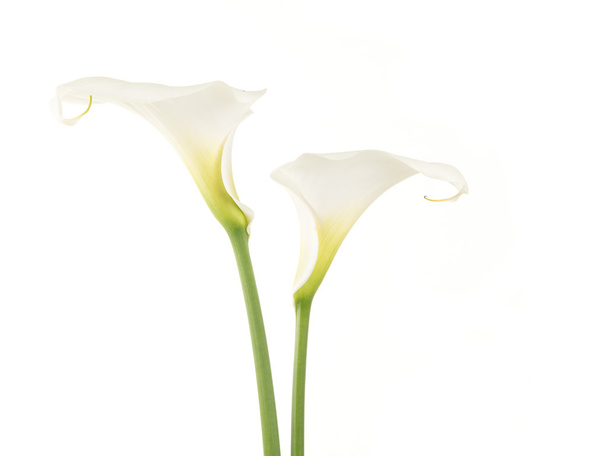 2 つの白いオランダカイウユリ花 - 写真・画像