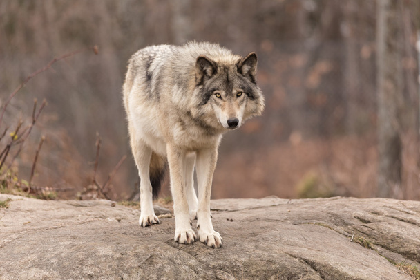 Un lupo solitario
 - Foto, immagini