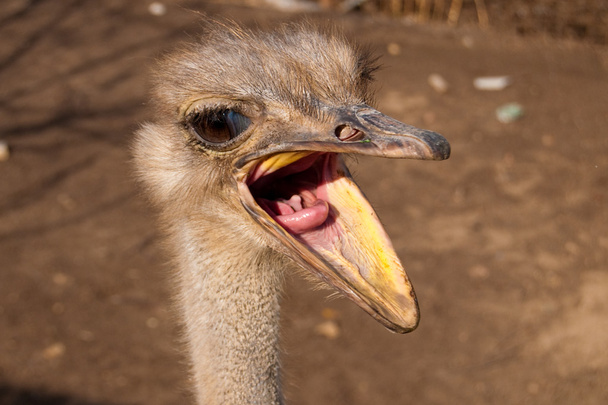 Pštros (Struthio camelus) portrét - Fotografie, Obrázek