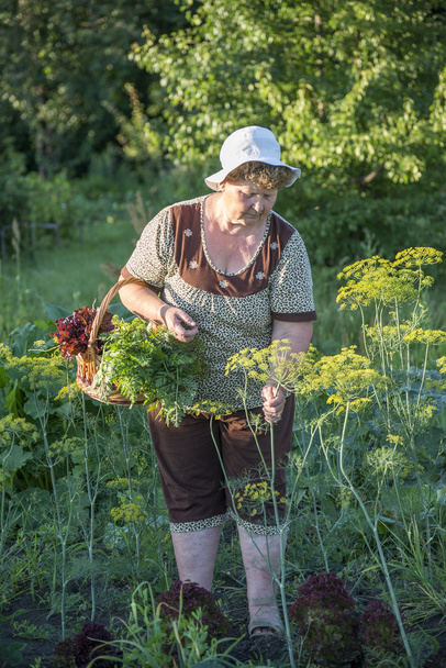  femme âgée avec un panier de légumes à la ferme
 - Photo, image