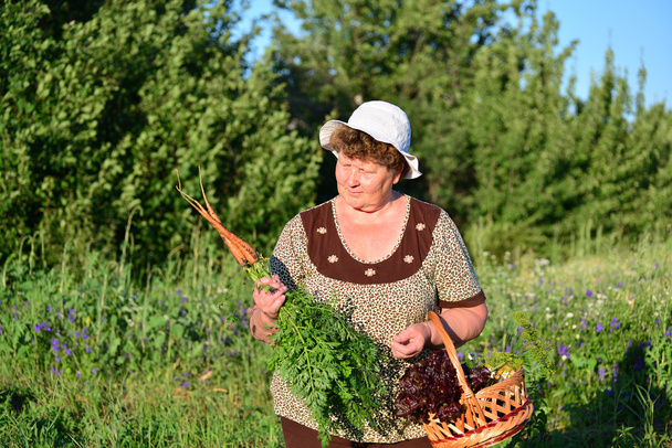  elderly woman with a basket of vegetables on the farm - Photo, Image