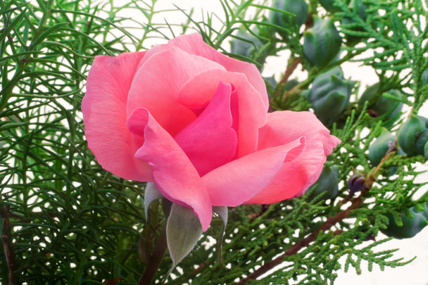 Bela rosa florescendo em um fundo de folhas verdes
 - Foto, Imagem