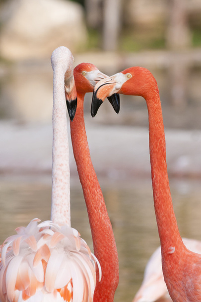 Three Flamingos Arguing - Photo, Image