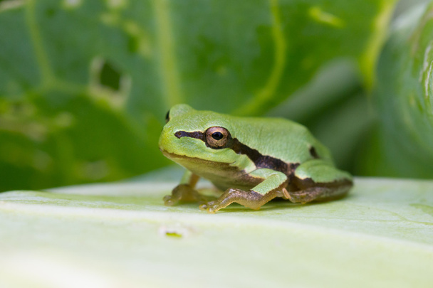 Зелена жаба
 - Фото, зображення