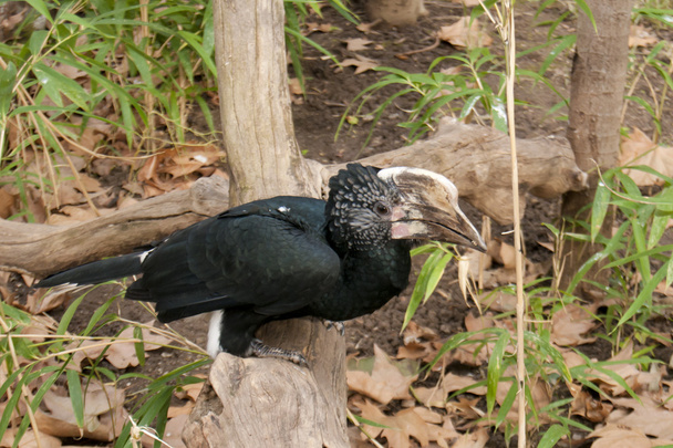 Чорний птахи-носороги
 - Фото, зображення