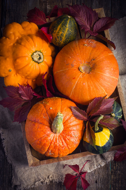 pumpkins and autumn colored leaves on wooden tray - Foto, Imagem