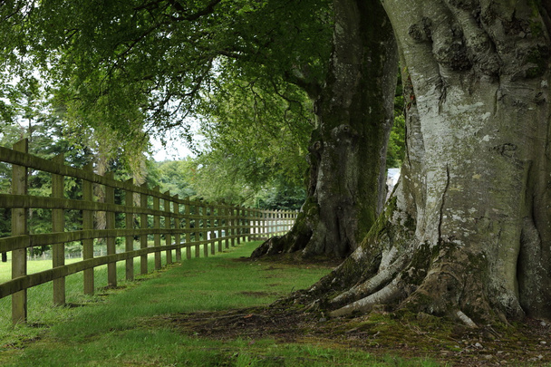 Аллея деревьев в Ирландии
 - Фото, изображение