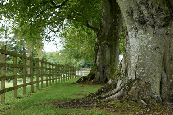 Алея дерев в Ірландії - Фото, зображення