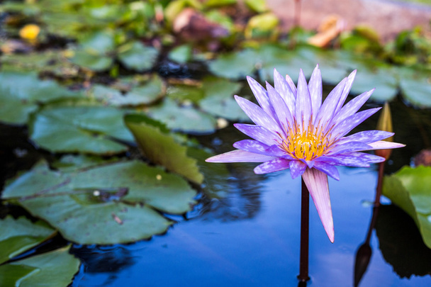 Lotus mit Teich Hintergrund - Foto, Bild