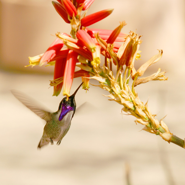 Costan kolibri, Calypte costae, yleinen lounaisaavikolla ja k
 - Valokuva, kuva