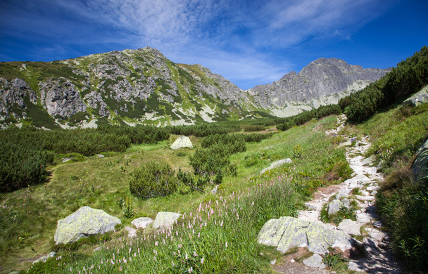 Dolina w Wysokie Tatry, Słowacja - Zdjęcie, obraz