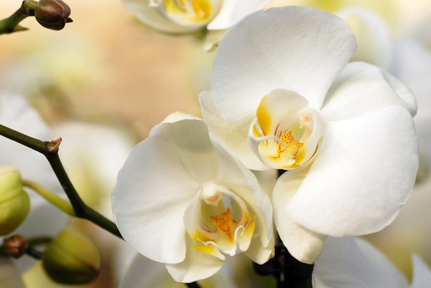Orquídea blanca
 - Foto, Imagen