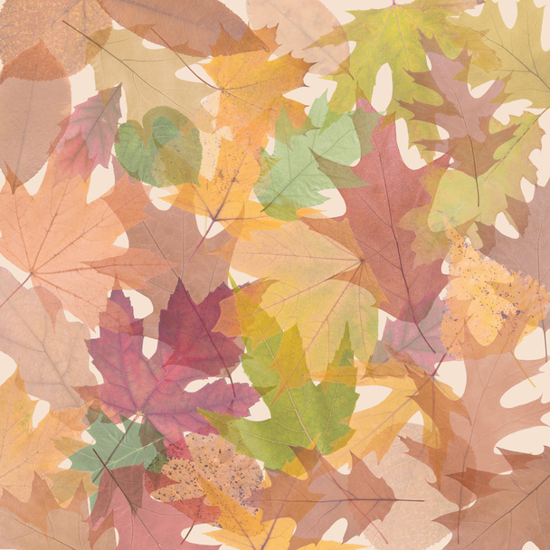 Світлопрозорі кольорові осінні
 - Фото, зображення