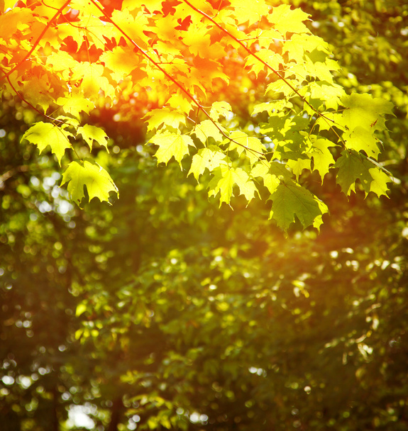 Maple tree on blurred nature background - Photo, Image