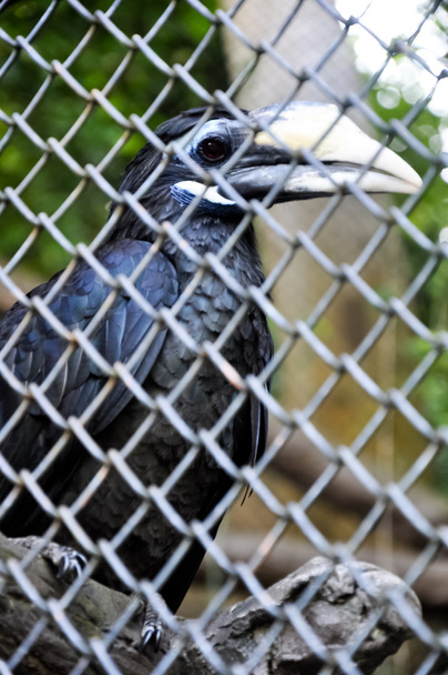 duża papuga w klatce - Zdjęcie, obraz