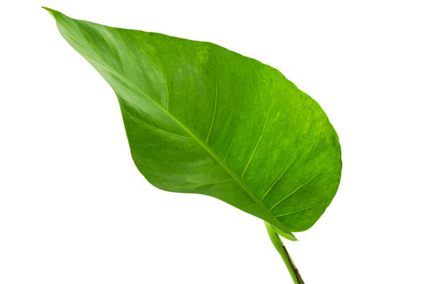 πράσινο φύλλο - Φωτογραφία, εικόνα