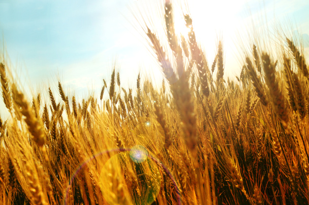 Grain field - Valokuva, kuva