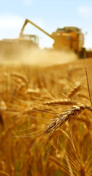 Grain harvest - Foto, Bild