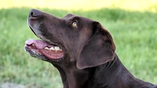 Labrador Retrieve excité attendant que la balle soit lancée
 - Séquence, vidéo