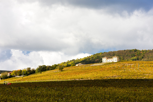 Odenas、ボジョレー、ローヌ ・ アルプ、フランス付近のブドウ畑 - 写真・画像