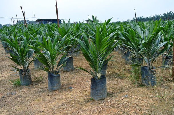 Nuorten palmupuiden taimitarha Malesiassa
 - Valokuva, kuva