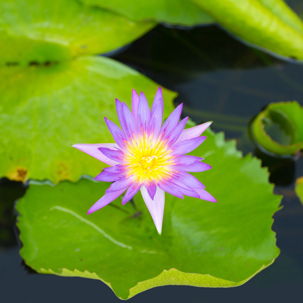 Lotus - Valokuva, kuva
