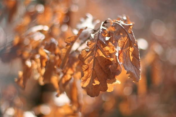 Sonbaharda bir ağacın yapraklarda detay - Fotoğraf, Görsel
